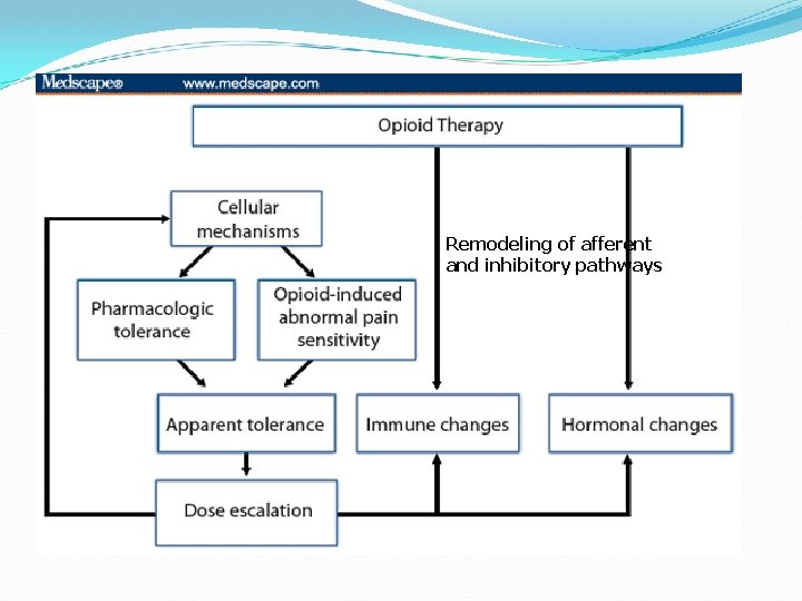 Remodeling of afferent and inhibitory pathways 