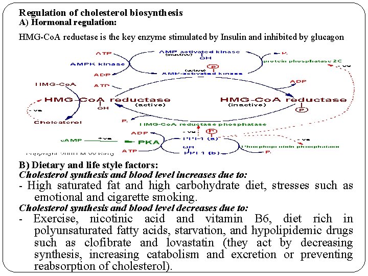 Regulation of cholesterol biosynthesis A) Hormonal regulation: HMG-Co. A reductase is the key enzyme