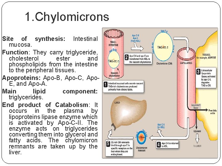 1. Chylomicrons Site of synthesis: Intestinal mucosa. Function: They carry triglyceride, cholesterol ester and