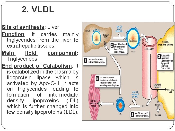 2. VLDL Site of synthesis: Liver Function: It carries mainly triglycerides from the liver