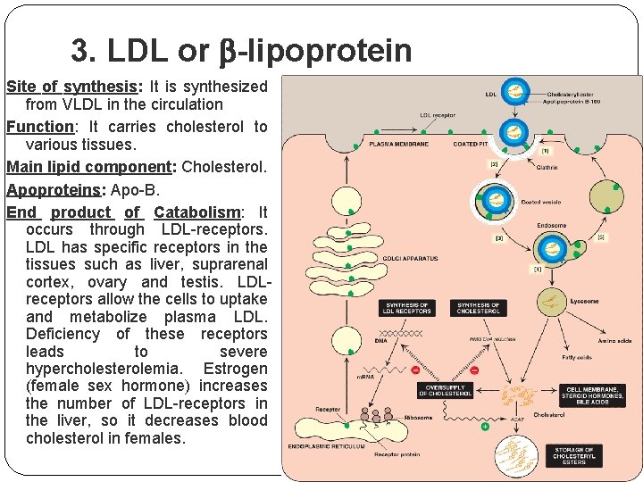 3. LDL or -lipoprotein Site of synthesis: It is synthesized from VLDL in the