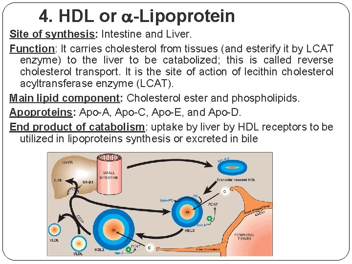 4. HDL or -Lipoprotein Site of synthesis: Intestine and Liver. Function: It carries cholesterol