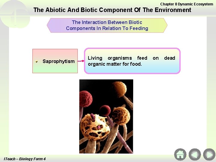 Chapter 8 Dynamic Ecosystem The Abiotic And Biotic Component Of The Environment The Interaction