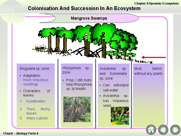 Chapter 8 Dynamic Ecosystem Colonisation And Succession In An Ecosystem Mangrove Swamps Bruguiera sp.