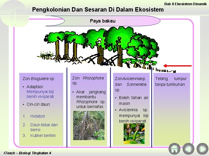 Bab 8 Ekosistem Dinamik Pengkolonian Dan Sesaran Di Dalam Ekosistem Paya bakau Zon Bruguiera