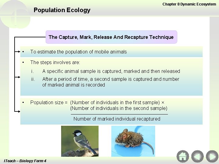 Chapter 8 Dynamic Ecosystem Population Ecology The Capture, Mark, Release And Recapture Technique •