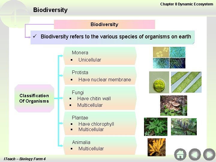 Chapter 8 Dynamic Ecosystem Biodiversity ü Biodiversity refers to the various species of organisms