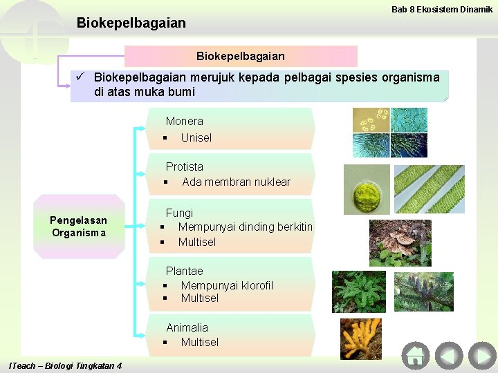 Bab 8 Ekosistem Dinamik Biokepelbagaian ü Biokepelbagaian merujuk kepada pelbagai spesies organisma di atas