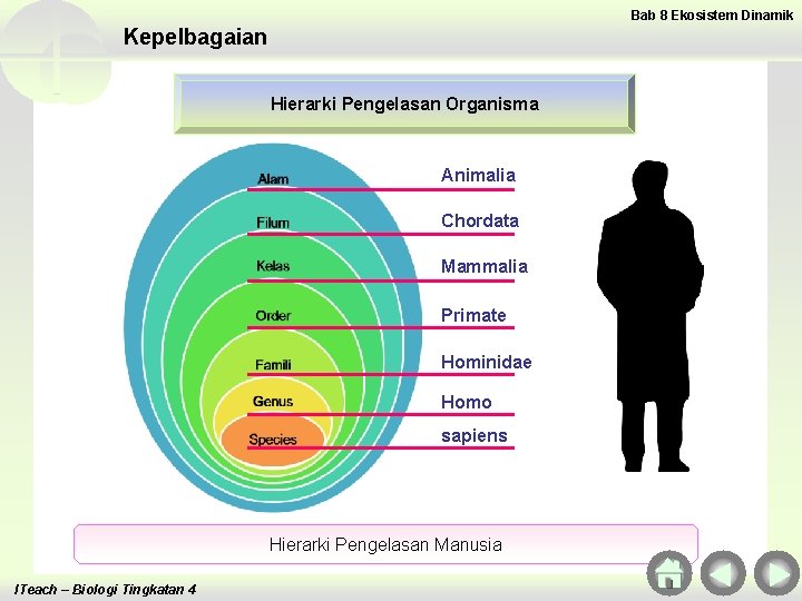 Bab 8 Ekosistem Dinamik Kepelbagaian Hierarki Pengelasan Organisma Animalia Chordata Mammalia Primate Hominidae Homo