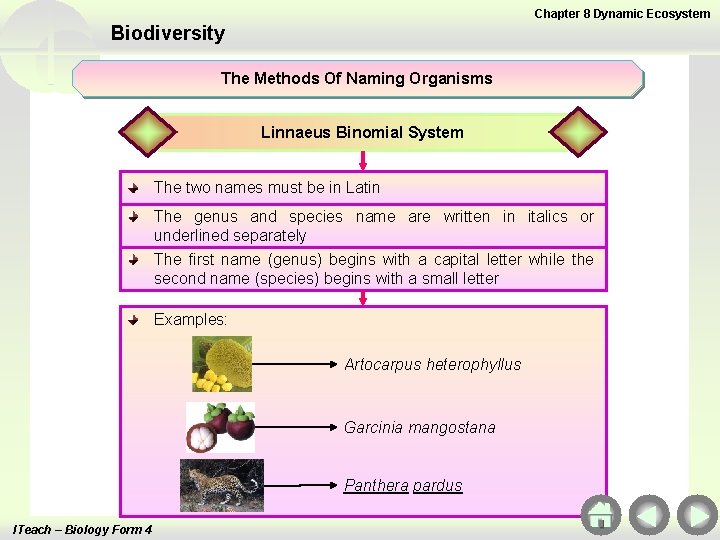 Chapter 8 Dynamic Ecosystem Biodiversity The Methods Of Naming Organisms Linnaeus Binomial System The