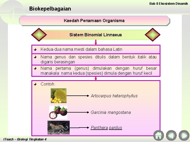 Bab 8 Ekosistem Dinamik Biokepelbagaian Kaedah Penamaan Organisma Sistem Binomial Linnaeus Kedua-dua nama mesti