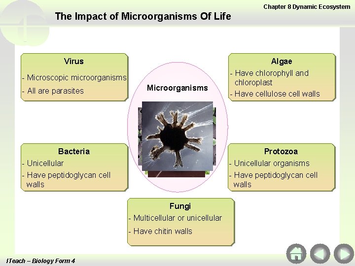 Chapter 8 Dynamic Ecosystem The Impact of Microorganisms Of Life Virus - Microscopic microorganisms
