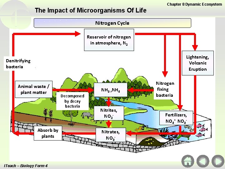 Chapter 8 Dynamic Ecosystem The Impact of Microorganisms Of Life Nitrogen Cycle Reservoir of