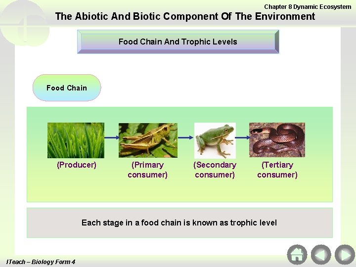 Chapter 8 Dynamic Ecosystem The Abiotic And Biotic Component Of The Environment Food Chain