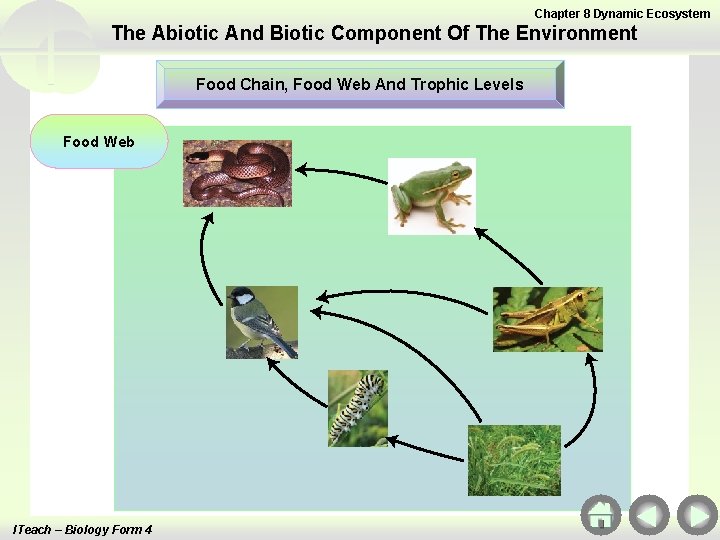 Chapter 8 Dynamic Ecosystem The Abiotic And Biotic Component Of The Environment Food Chain,