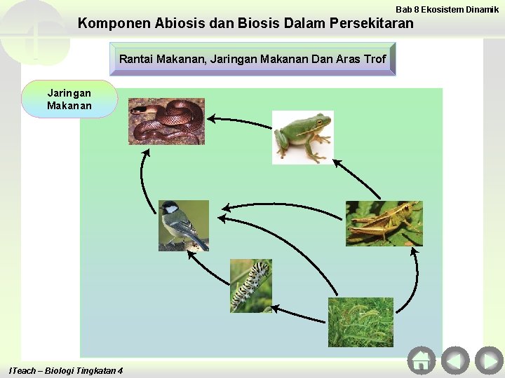 Bab 8 Ekosistem Dinamik Komponen Abiosis dan Biosis Dalam Persekitaran Rantai Makanan, Jaringan Makanan