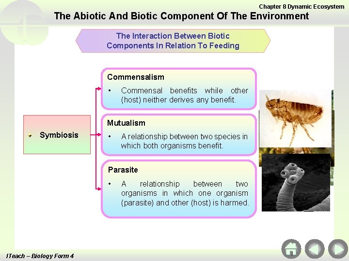 Chapter 8 Dynamic Ecosystem The Abiotic And Biotic Component Of The Environment The Interaction