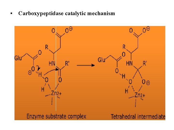  • Carboxypeptidase catalytic mechanism 