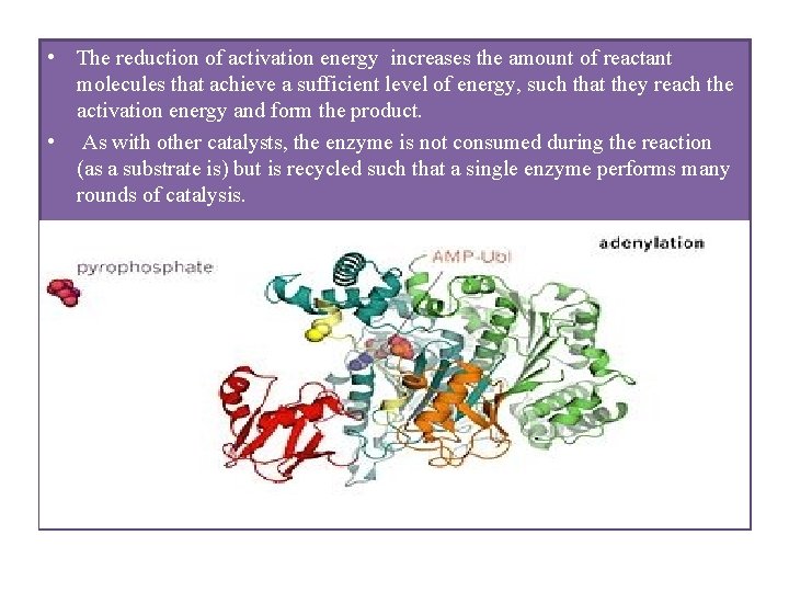  • The reduction of activation energy increases the amount of reactant molecules that