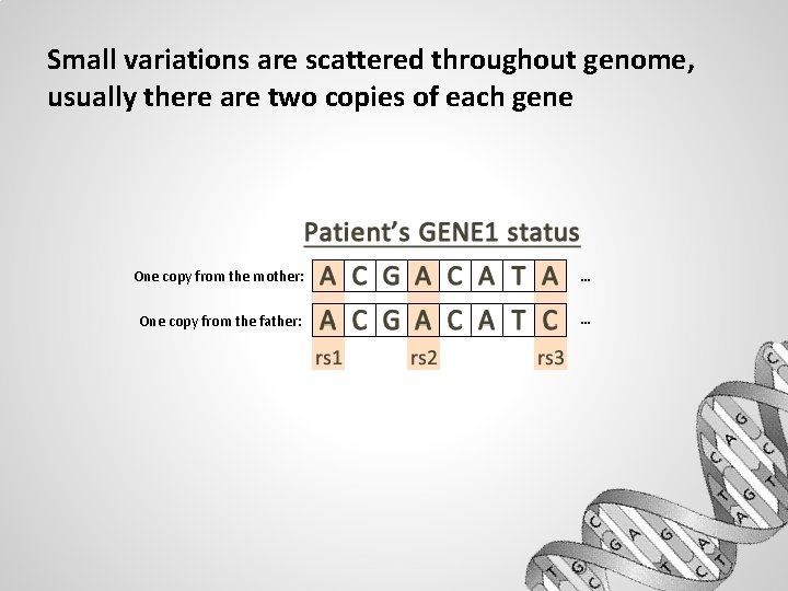 Small variations are scattered throughout genome, usually there are two copies of each gene