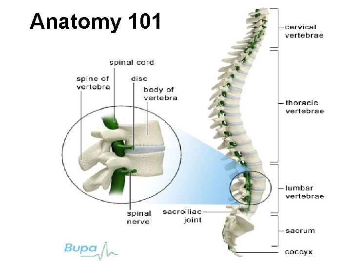 Anatomy 101 