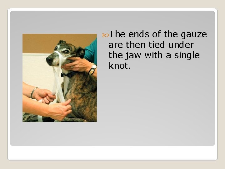 The ends of the gauze are then tied under the jaw with a The ends of the gauze are then tied under the jaw with a