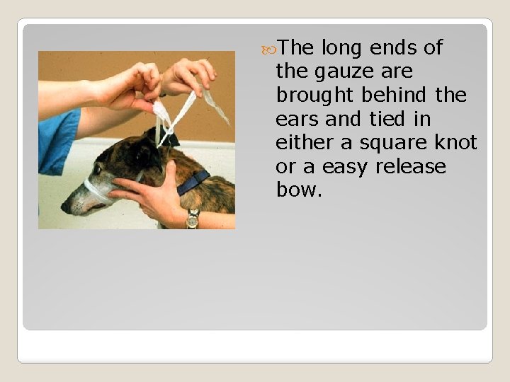 The long ends of the gauze are brought behind the ears and tied The long ends of the gauze are brought behind the ears and tied