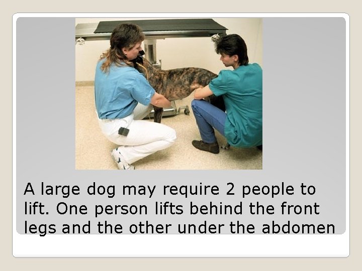 A large dog may require 2 people to lift. One person lifts behind the