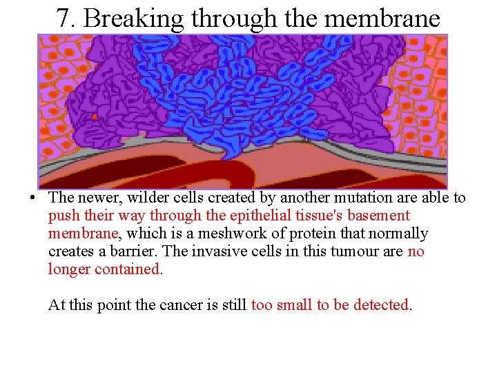 7. Breaking through the membrane • The newer, wilder cells created by another mutation