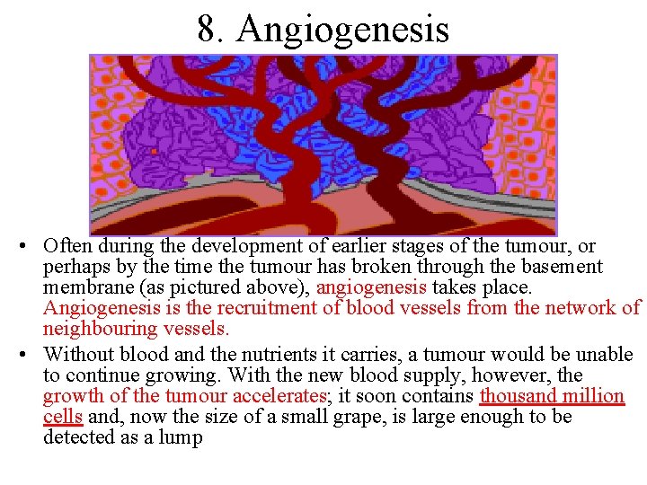 8. Angiogenesis • Often during the development of earlier stages of the tumour, or