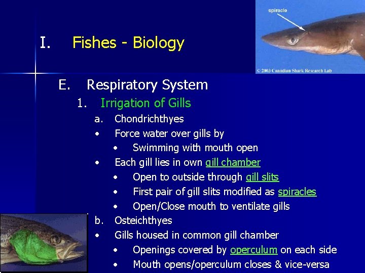 I. Fishes - Biology E. Respiratory System 1. Irrigation of Gills a. • Chondrichthyes