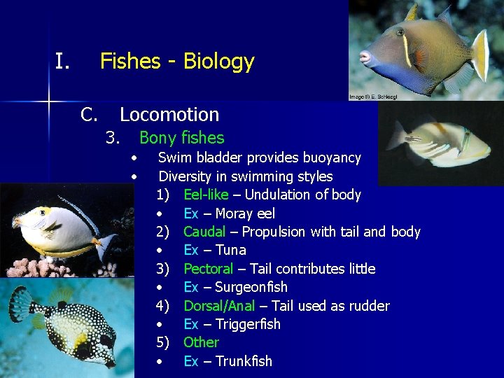 I. Fishes - Biology C. Locomotion 3. Bony fishes • • Swim bladder provides