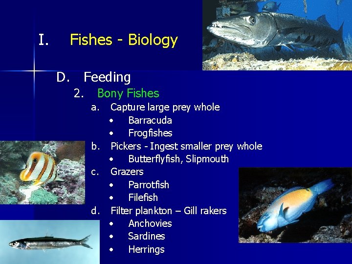 I. Fishes - Biology D. Feeding 2. Bony Fishes a. Capture large prey whole