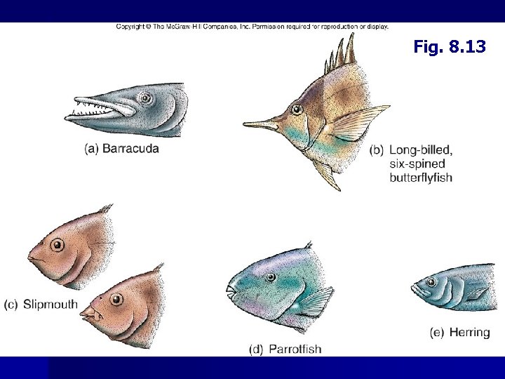 Fig. 8. 13 