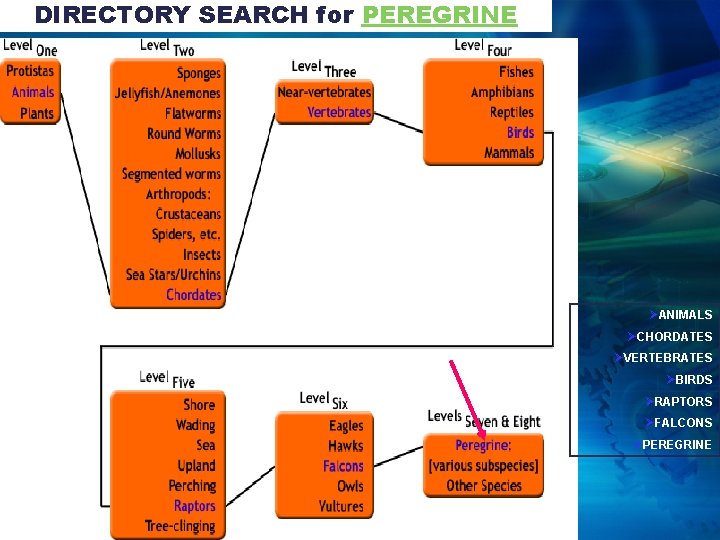 DIRECTORY SEARCH for PEREGRINE ØANIMALS ØCHORDATES ØVERTEBRATES ØBIRDS ØRAPTORS ØFALCONS ØPEREGRINE 