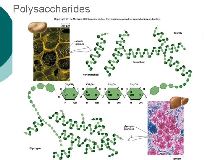 Polysaccharides 