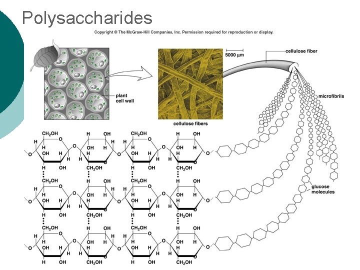 Polysaccharides 