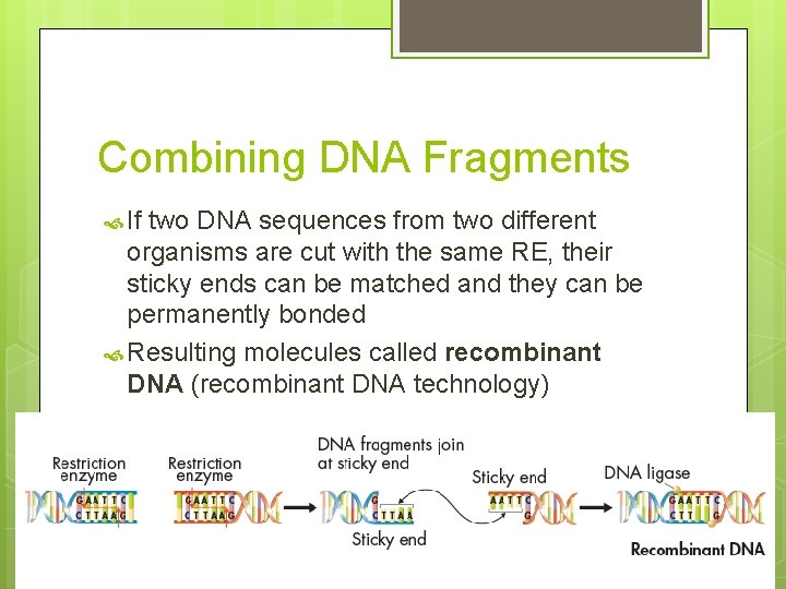 Combining DNA Fragments If two DNA sequences from two different organisms are cut with
