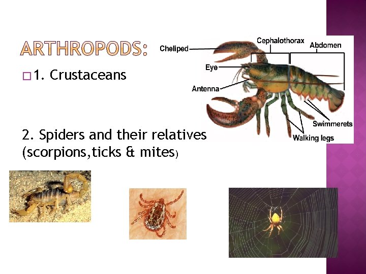 � 1. Crustaceans 2. Spiders and their relatives (scorpions, ticks & mites) 