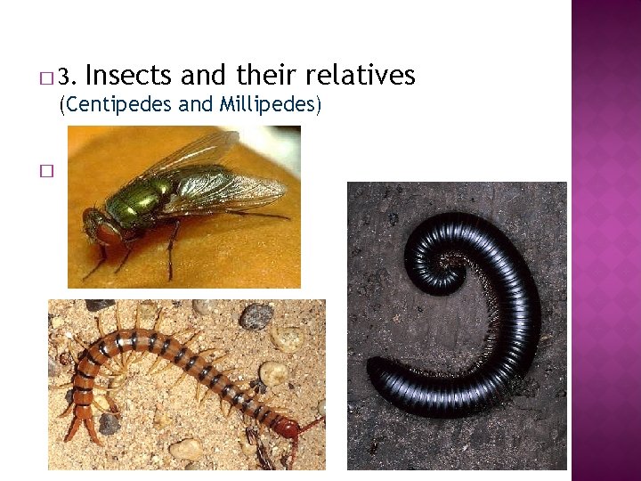 � 3. Insects and their relatives (Centipedes and Millipedes) � 
