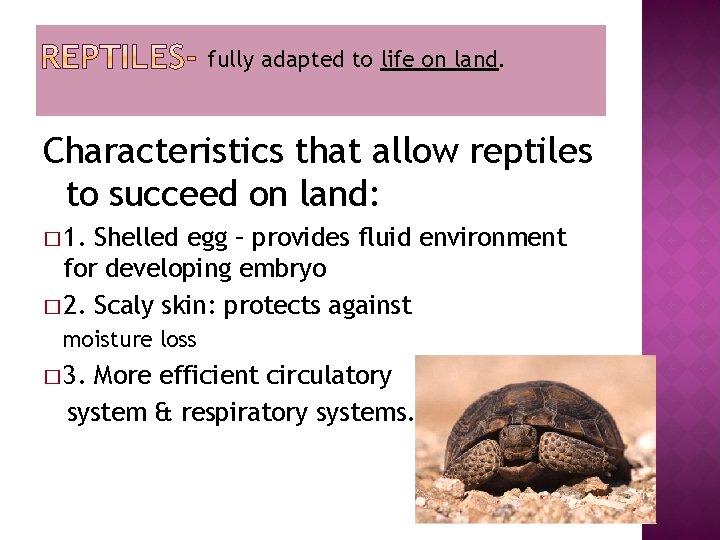 fully adapted to life on land. Characteristics that allow reptiles to succeed on land: