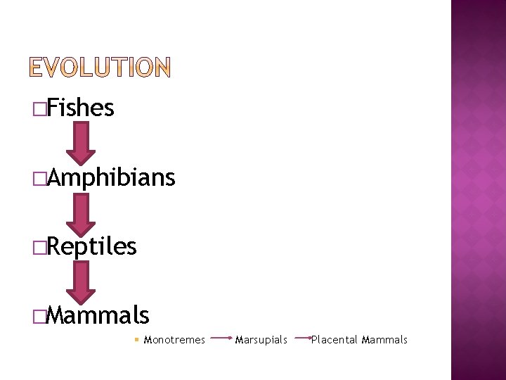 �Fishes �Amphibians �Reptiles �Mammals § Monotremes Marsupials Placental Mammals 
