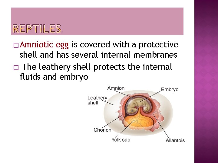 � Amniotic egg is covered with a protective shell and has several internal membranes