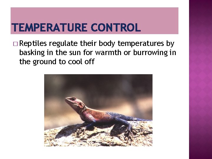 TEMPERATURE CONTROL � Reptiles regulate their body temperatures by basking in the sun for