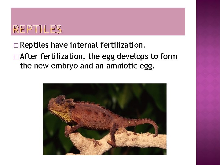 � Reptiles have internal fertilization. � After fertilization, the egg develops to form the