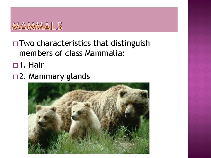 � Two characteristics that distinguish members of class Mammalia: � 1. Hair � 2.