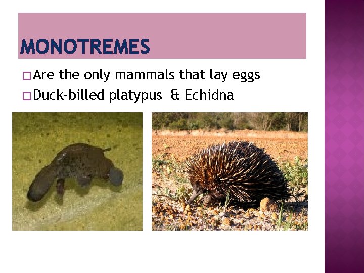 MONOTREMES � Are the only mammals that lay eggs � Duck-billed platypus & Echidna