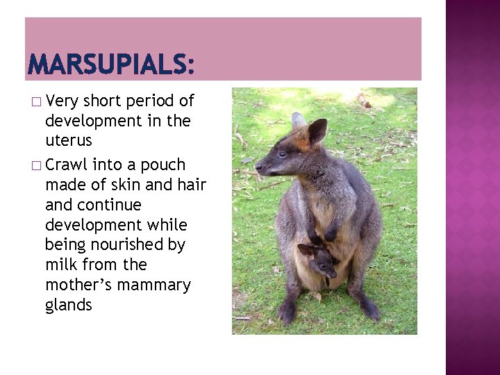 MARSUPIALS: � Very short period of development in the uterus � Crawl into a