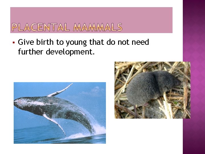 § Give birth to young that do not need further development. 