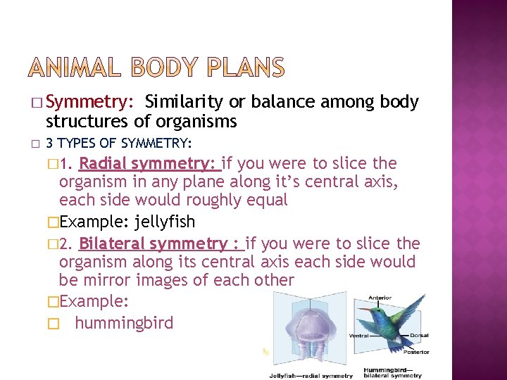 � Symmetry: Similarity or balance among body structures of organisms � 3 TYPES OF